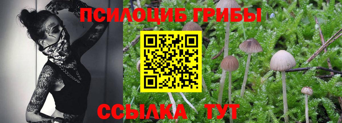 Псилоцибиновые грибы Psilocybine cubensis Рославль